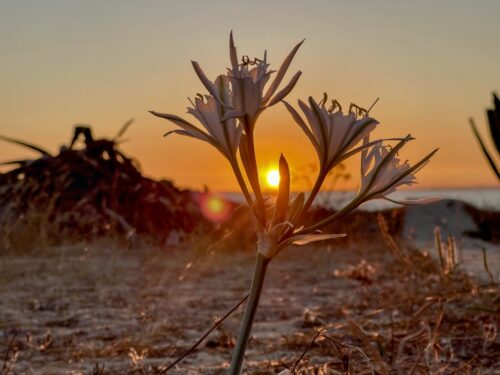 Λάγος, Αλγκάρβε 2026: Ο απόλυτος οδηγός σας στην Πορτογαλία's Crown Jewel 2 Λουλούδια και ηλιοβασίλεμα